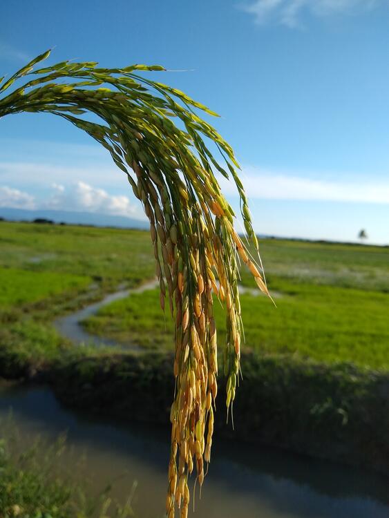 Rice Production Rice Production