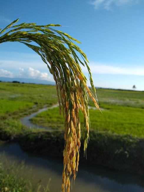 Rice Production Rice Production